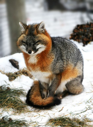 a fox covered in snow jigsaw puzzle