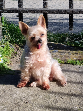 a small dog sitting on a bench jigsaw puzzle