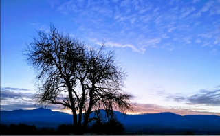 a tree with a mountain in the background jigsaw puzzle