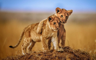 a lion standing in the grass jigsaw puzzle