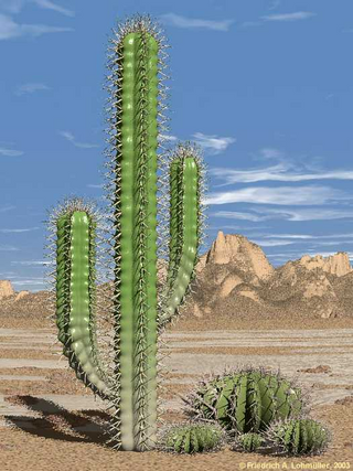 a close up of a cactus jigsaw puzzle