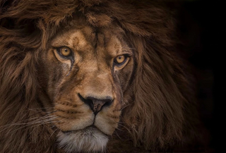 a lion looking at the camera jigsaw puzzle