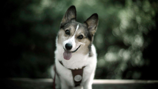 a close up of a dog jigsaw puzzle