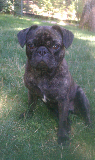 a dog sitting in the grass jigsaw puzzle