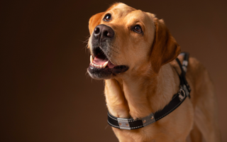 a close up of a dog jigsaw puzzle