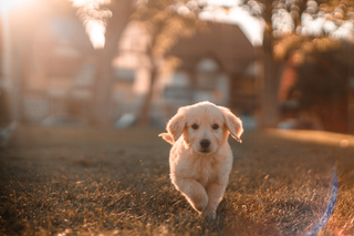 a dog looking at the camera jigsaw puzzle
