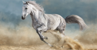 a horse running down a dirt road jigsaw puzzle