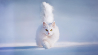 a cat sitting on a cloudy day jigsaw puzzle