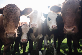 a herd of cattle standing on top of a field jigsaw puzzle