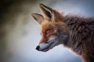 a close up of a fox jigsaw puzzle