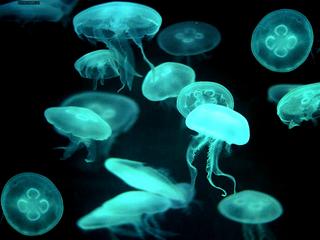 a jellyfish in water jigsaw puzzle