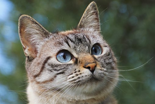 a cat that is looking at the camera jigsaw puzzle