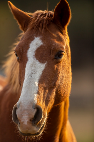 a close up of a horse that is looking at the camera jigsaw puzzle