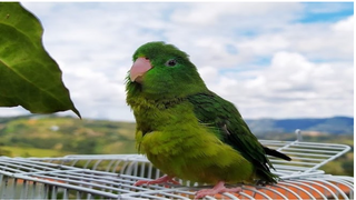 a bird sitting on top of a parrot jigsaw puzzle