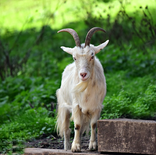 a goat standing on top of a grass covered field jigsaw puzzle