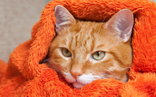 a large orange cat lying on top of a stuffed animal jigsaw puzzle