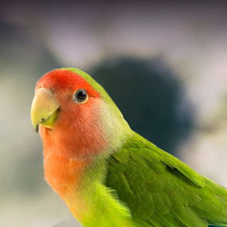 a small bird sitting on top of a parrot jigsaw puzzle