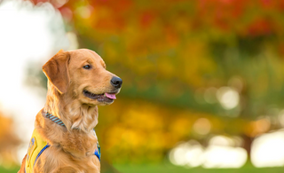 a dog sitting in the grass jigsaw puzzle