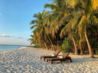 a group of palm trees on a beach near a body of water jigsaw puzzle