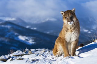 a cat sitting on top of a snow covered mountain jigsaw puzzle