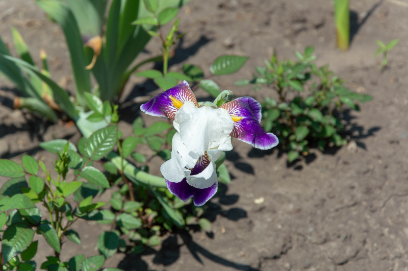 a purple flower on a plant jigsaw puzzle