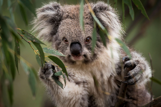 a koala bear jigsaw puzzle