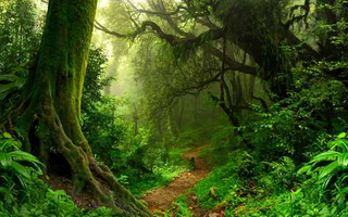 a tree in a forest jigsaw puzzle
