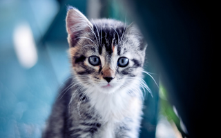 a close up of a cat jigsaw puzzle