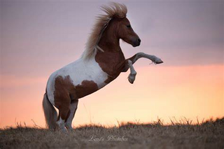 a brown horse standing on top of a dry grass field jigsaw puzzle