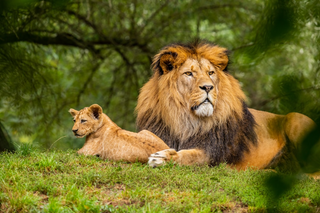 a lion lying in the grass jigsaw puzzle