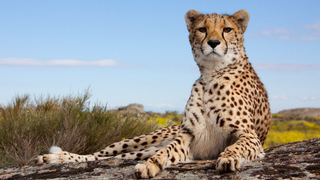 a cheetah sitting in a field jigsaw puzzle