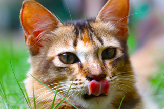 a close up of a cat jigsaw puzzle