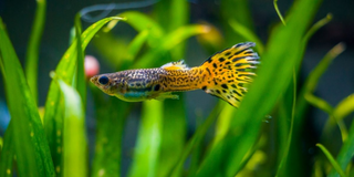 a close up of a fish jigsaw puzzle