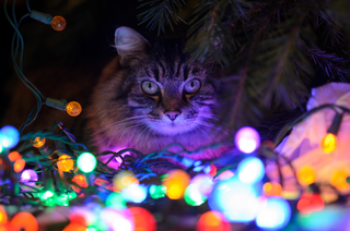 a cat that is looking at the camera jigsaw puzzle