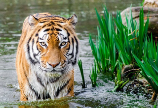 a tiger in a body of water jigsaw puzzle