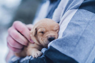a small dog looking at the camera jigsaw puzzle
