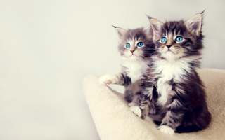 a cat that is looking at the camera jigsaw puzzle