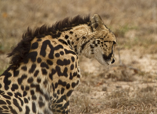 a giraffe standing on top of a dry grass field jigsaw puzzle