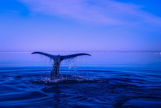 a large body of water jigsaw puzzle