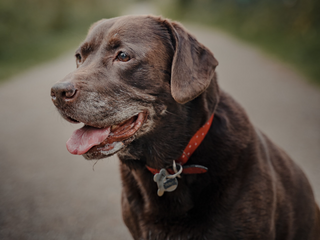 a close up of a dog jigsaw puzzle