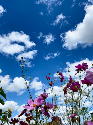 a vase of flowers on a cloudy day jigsaw puzzle