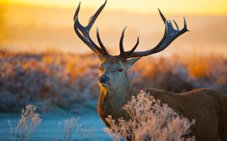 a deer standing in the grass jigsaw puzzle