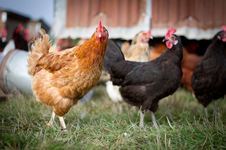 a bird standing in front of a chicken jigsaw puzzle