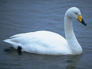 a swan swimming in a body of water jigsaw puzzle