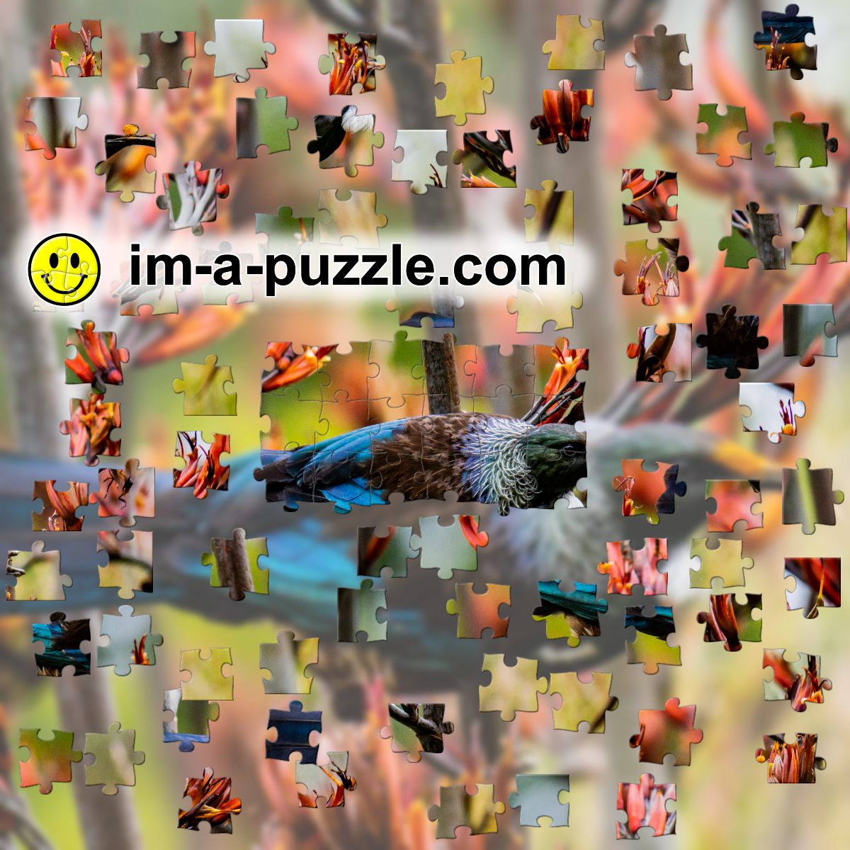 Tui on the flax bush jigsaw puzzle
